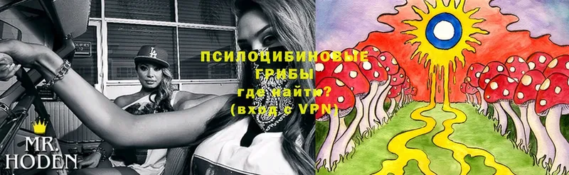 купить   Рыбинск  Псилоцибиновые грибы Psilocybe 